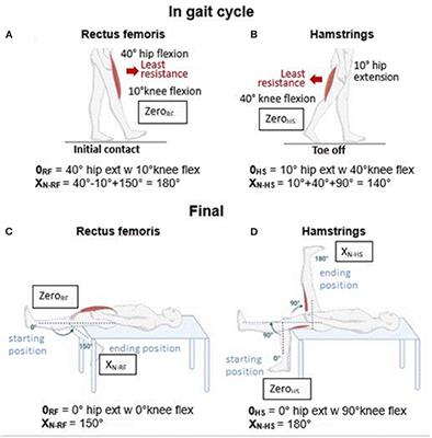 Where is the zero of Tardieu for proximal trans-joint lower limb muscles? The relevance for the estimation of muscle shortening and weakness